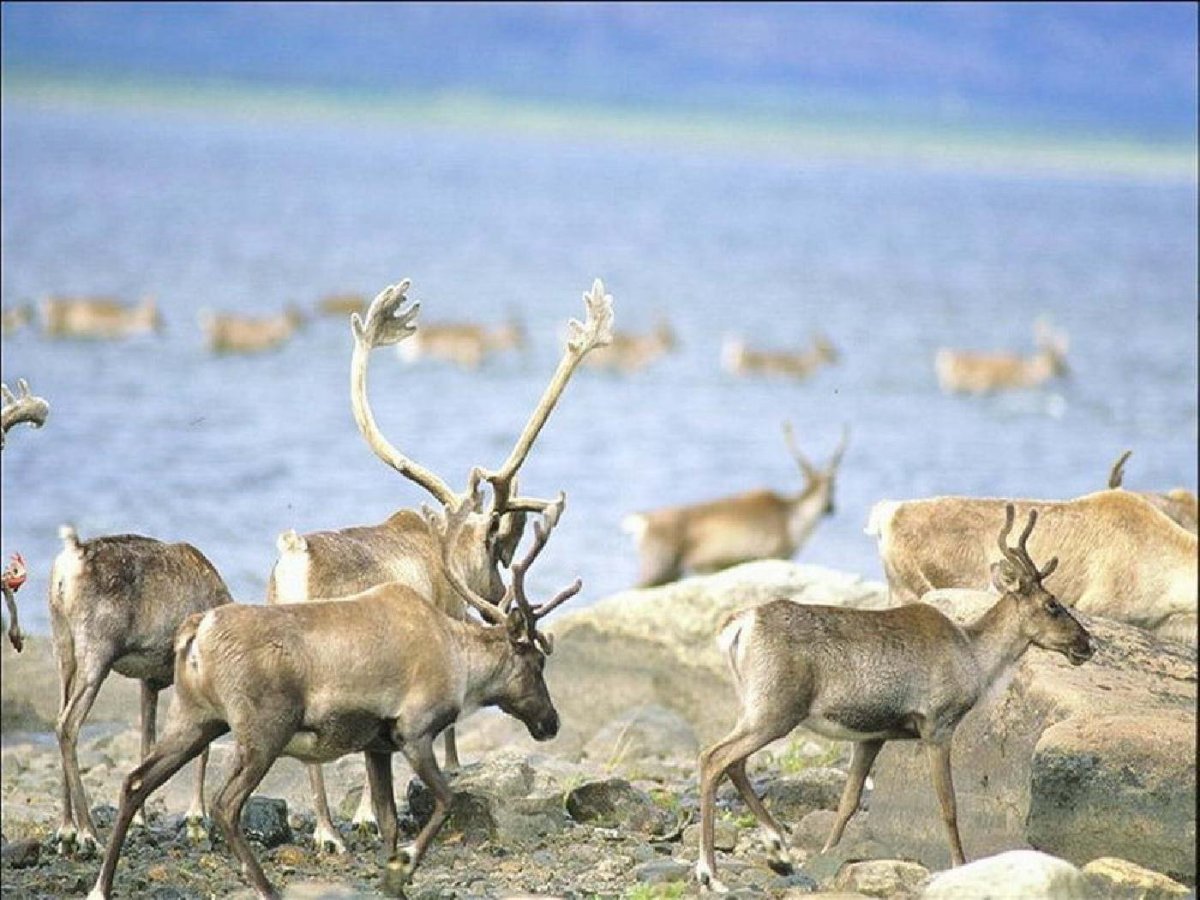 Животные обитающие в тундре