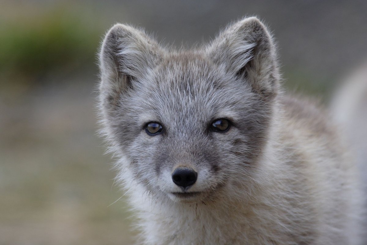 Полярная лиса