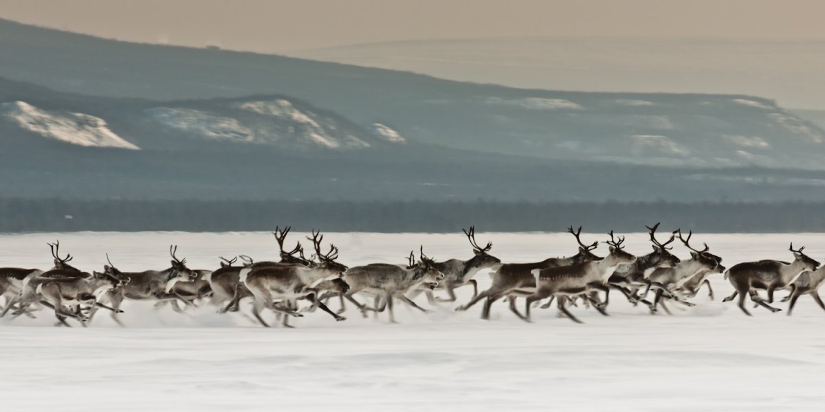 Эвенкия Тайга