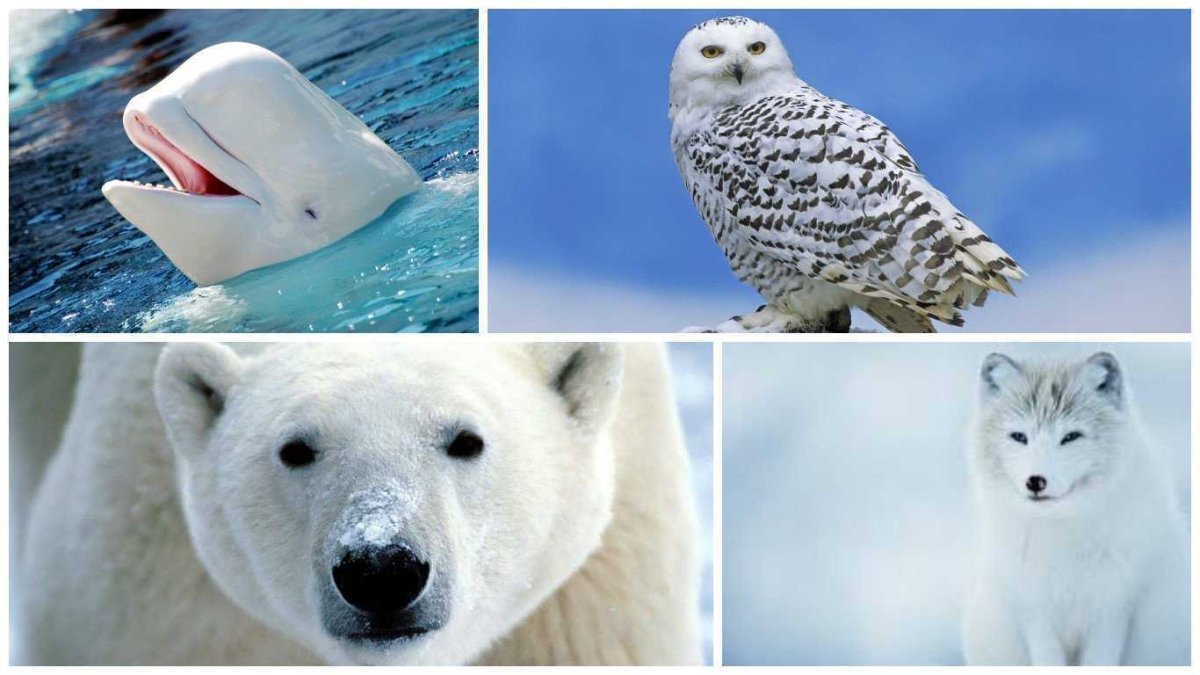 Большой Арктический заповедник