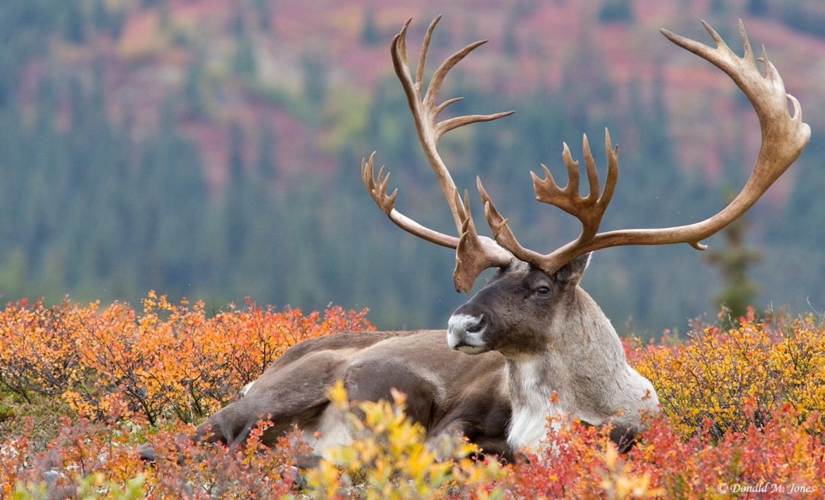 Северный олень Карибу