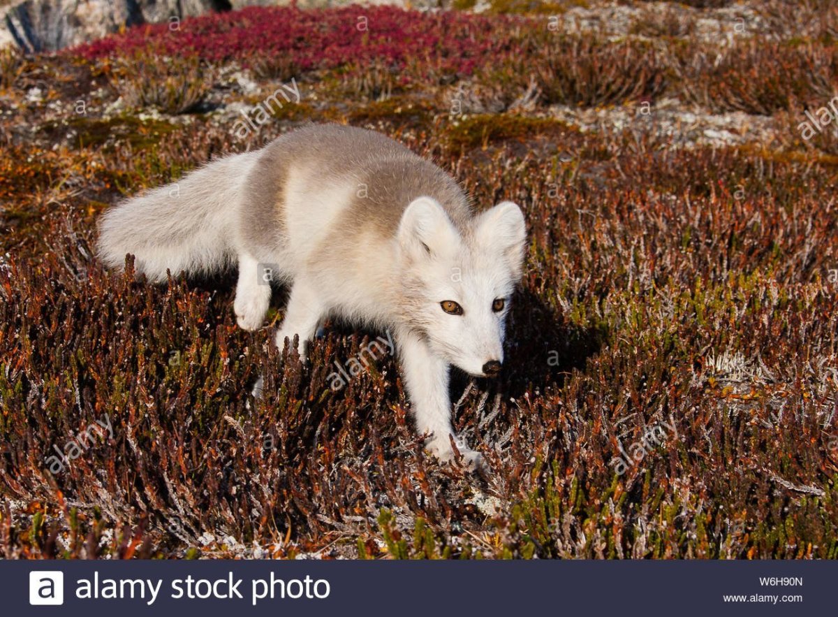 Тундровый песец