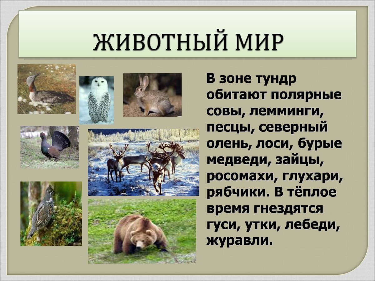 Животный мир тундры