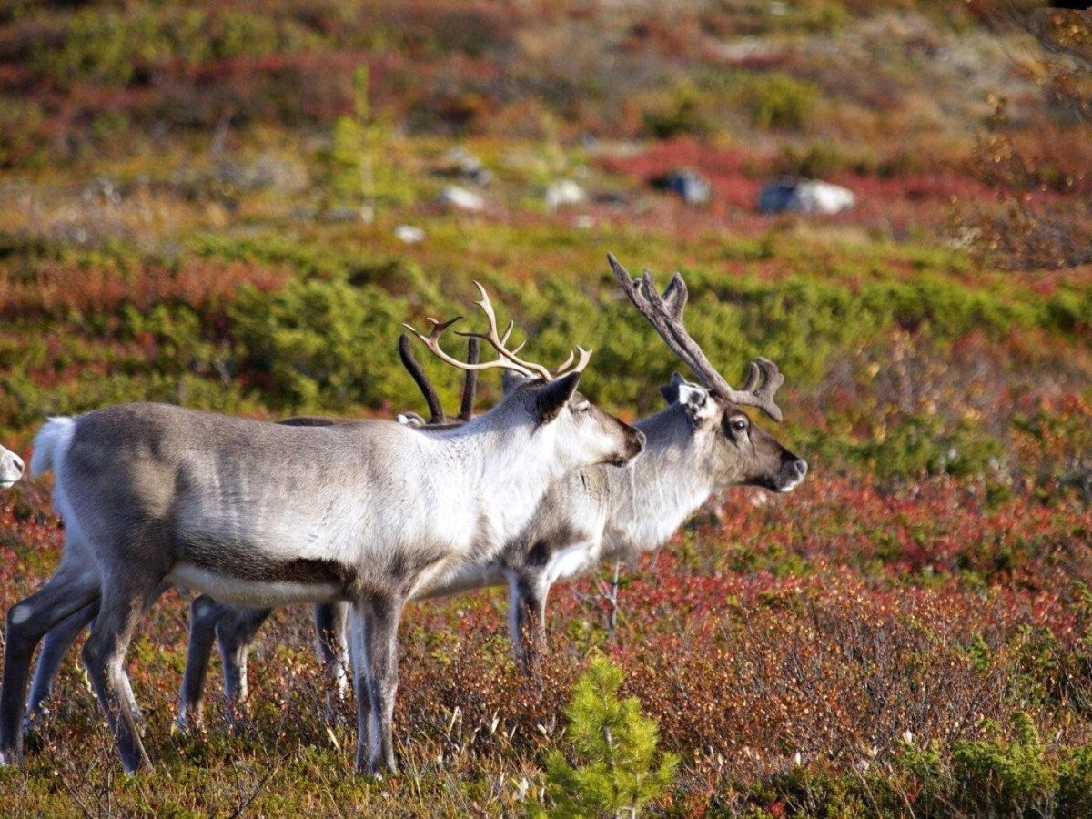 Дикий Северный олень в тундре