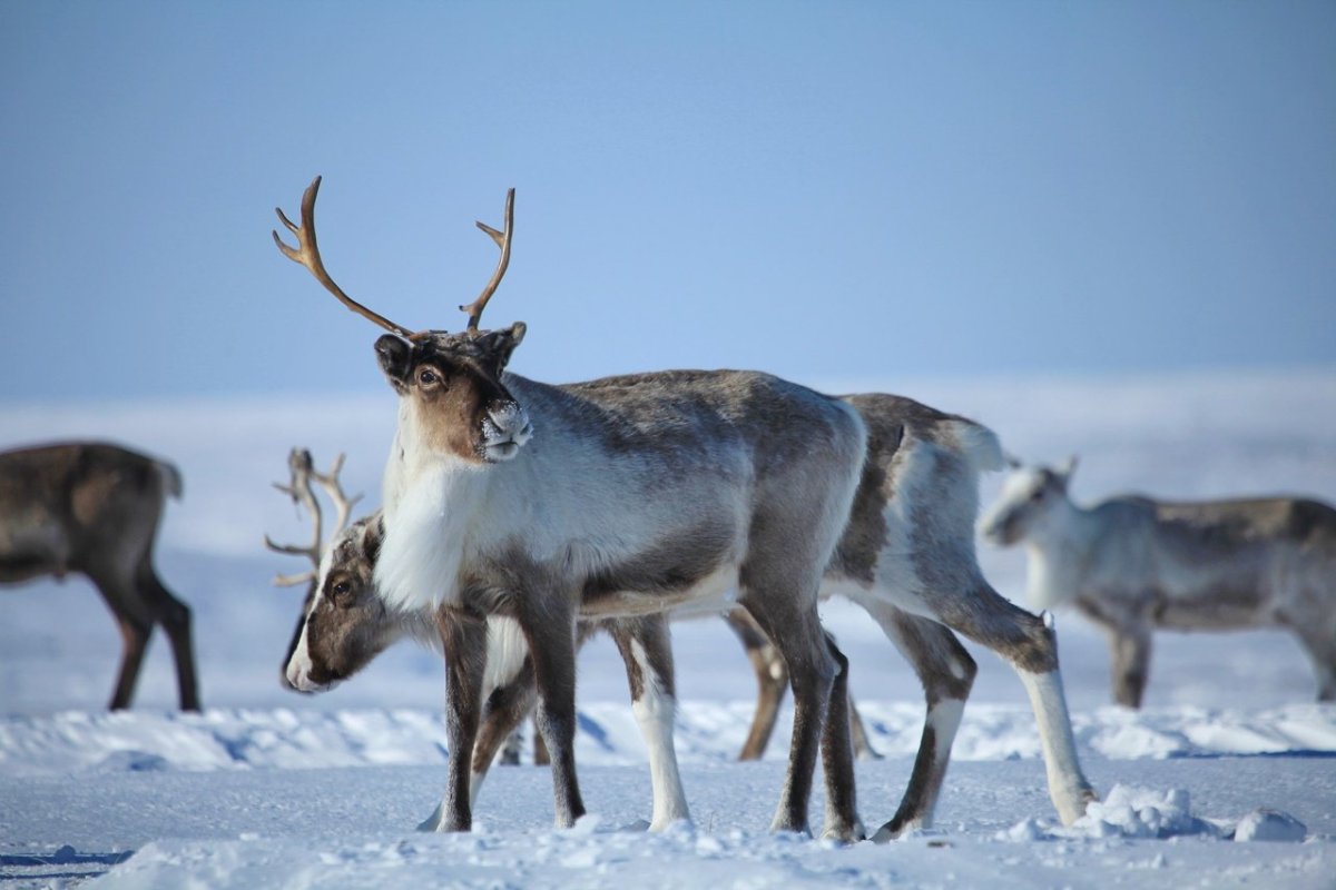 Оленеводство в тундре