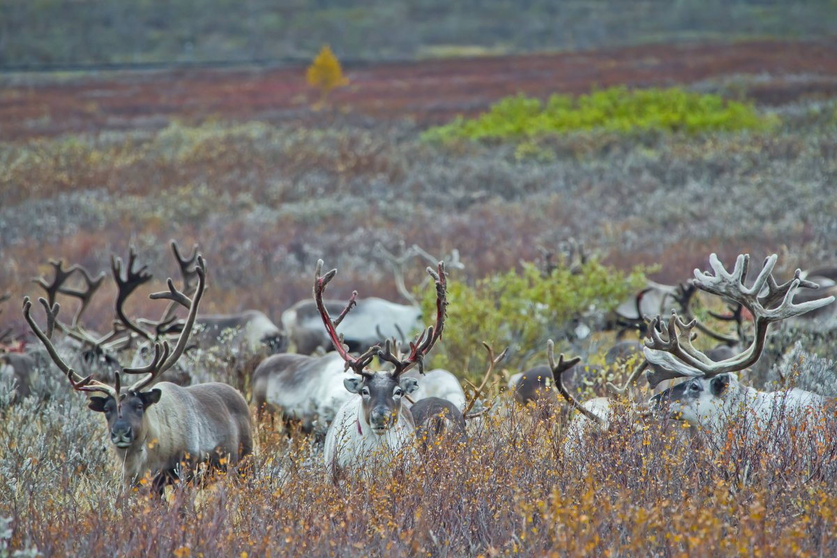 Тундра ненцы ЯНАО