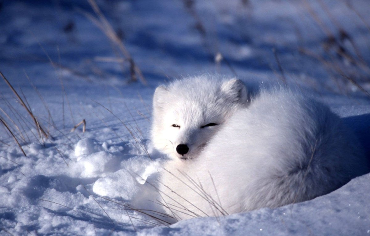 Тундровый голубой песец