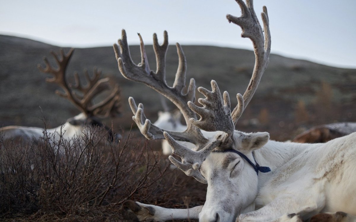 Новоземельский Северный олень