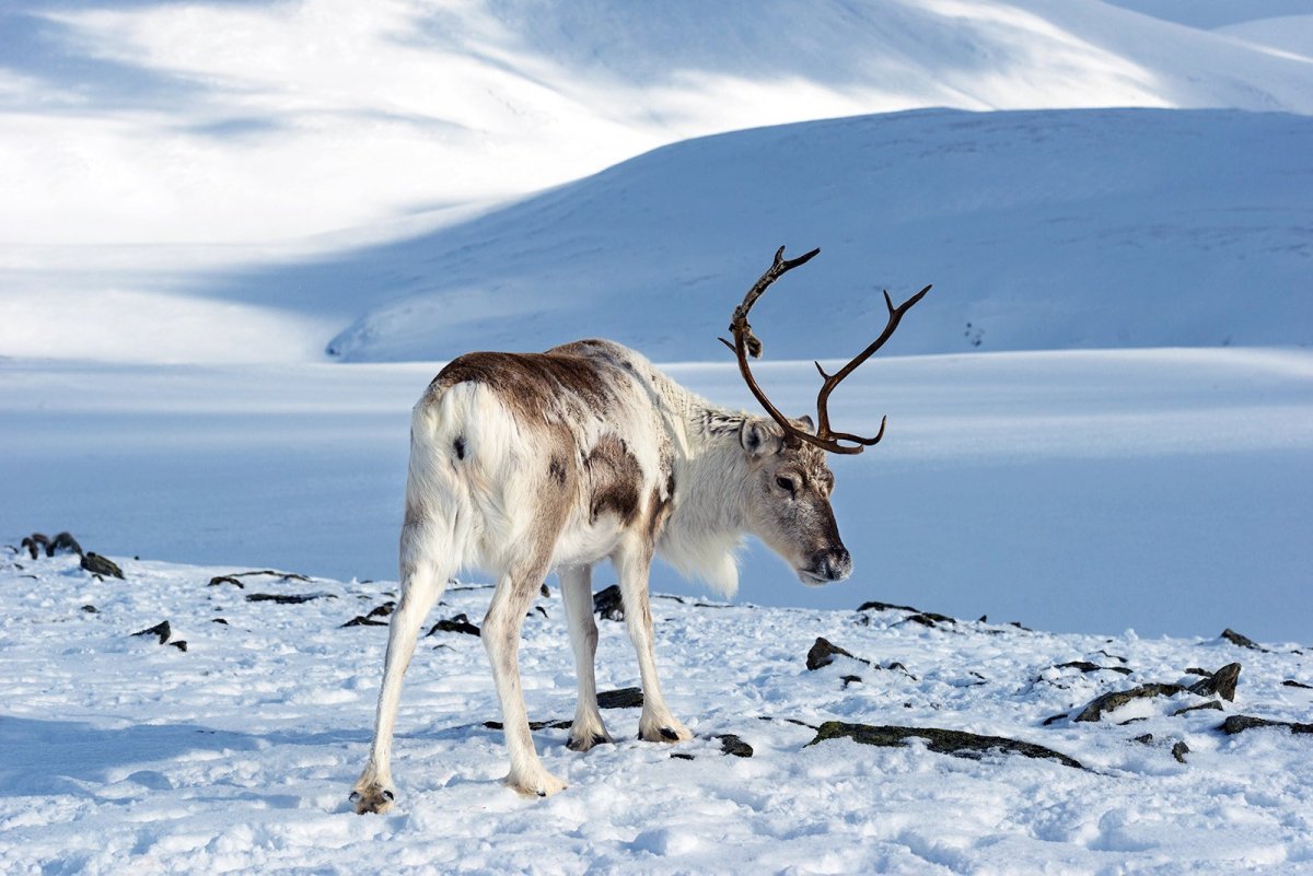 Сибирский тундряной Северный олень
