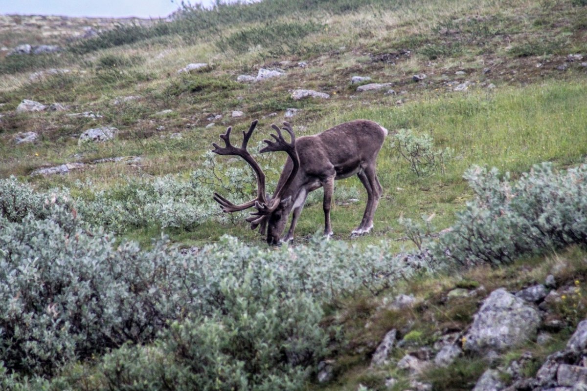 Дикий Северный олень в тундре