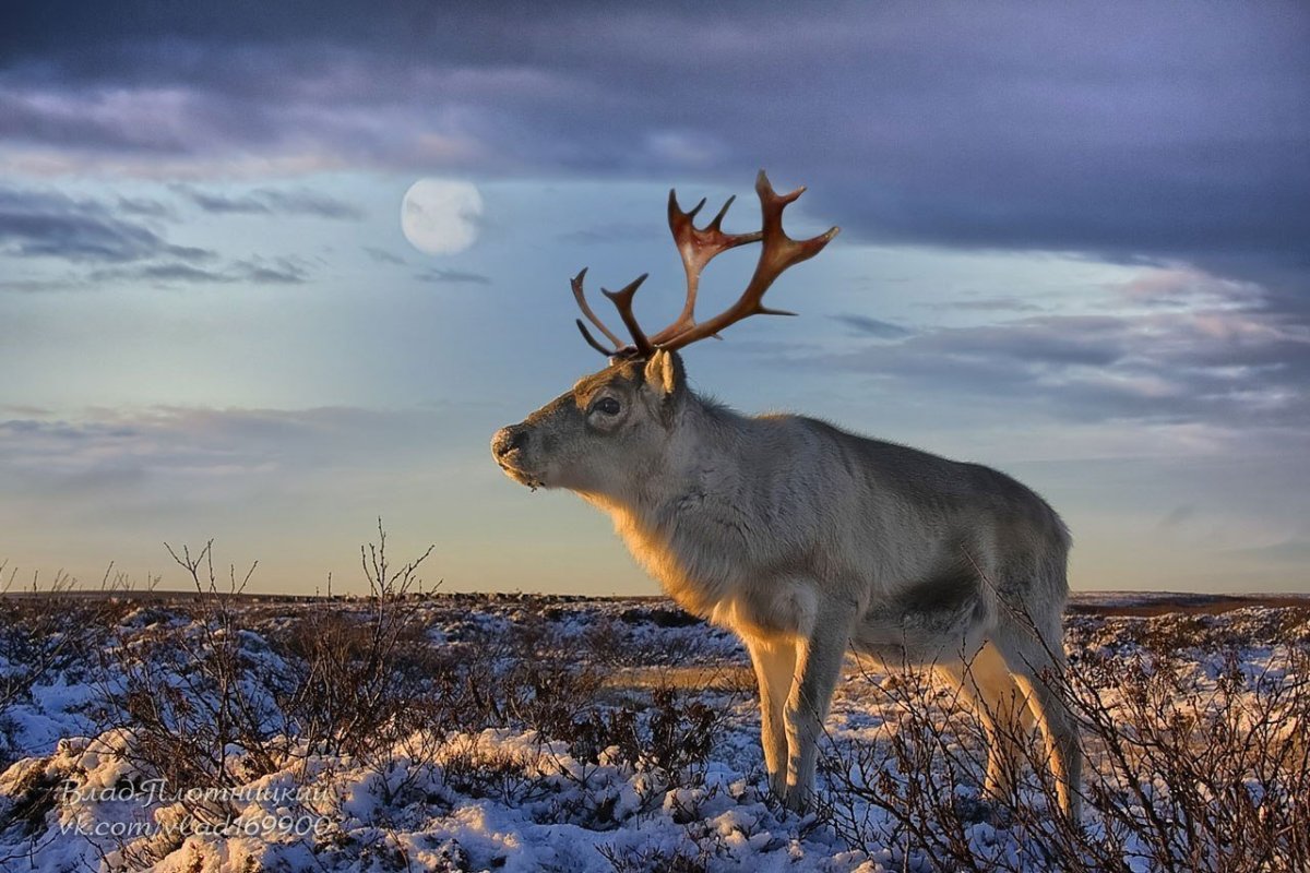 Северный олень в лесотундре