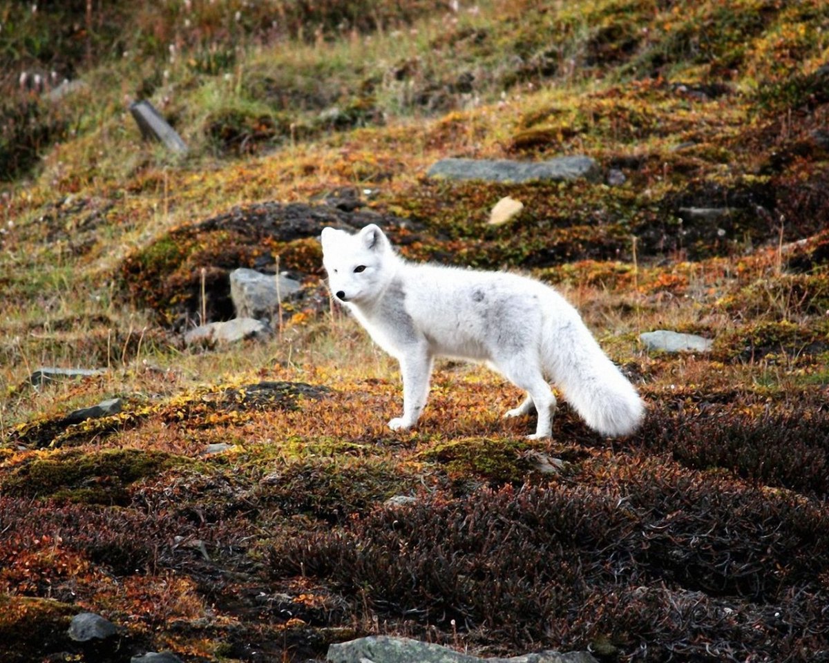 Песец в Мурманской области