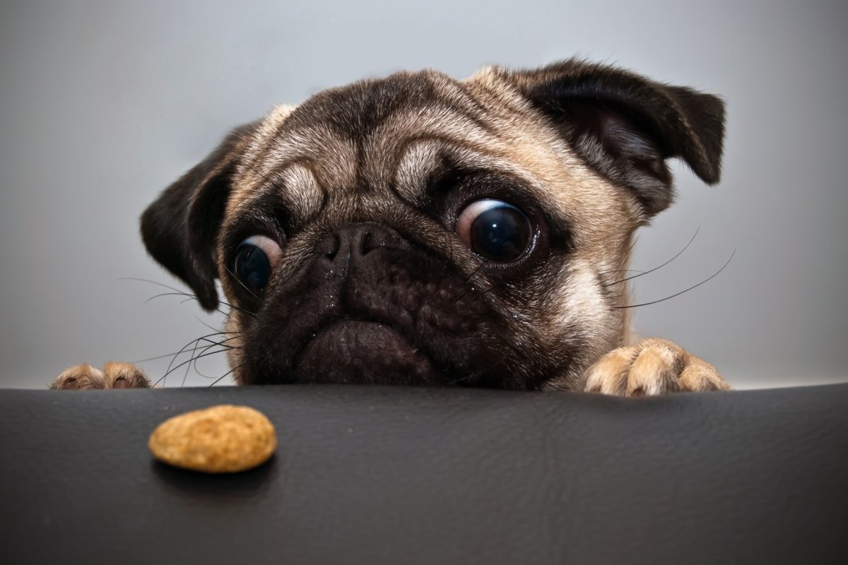 Мопс с выпученными глазами