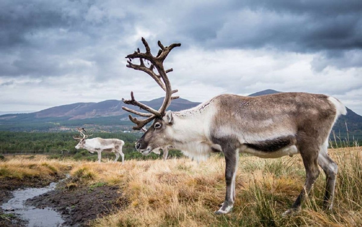 Олень Карибу Северной Америки