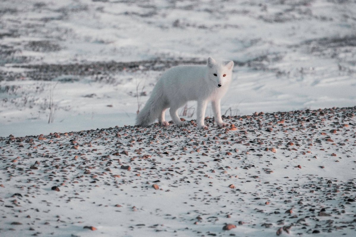 Животные тундры тундры