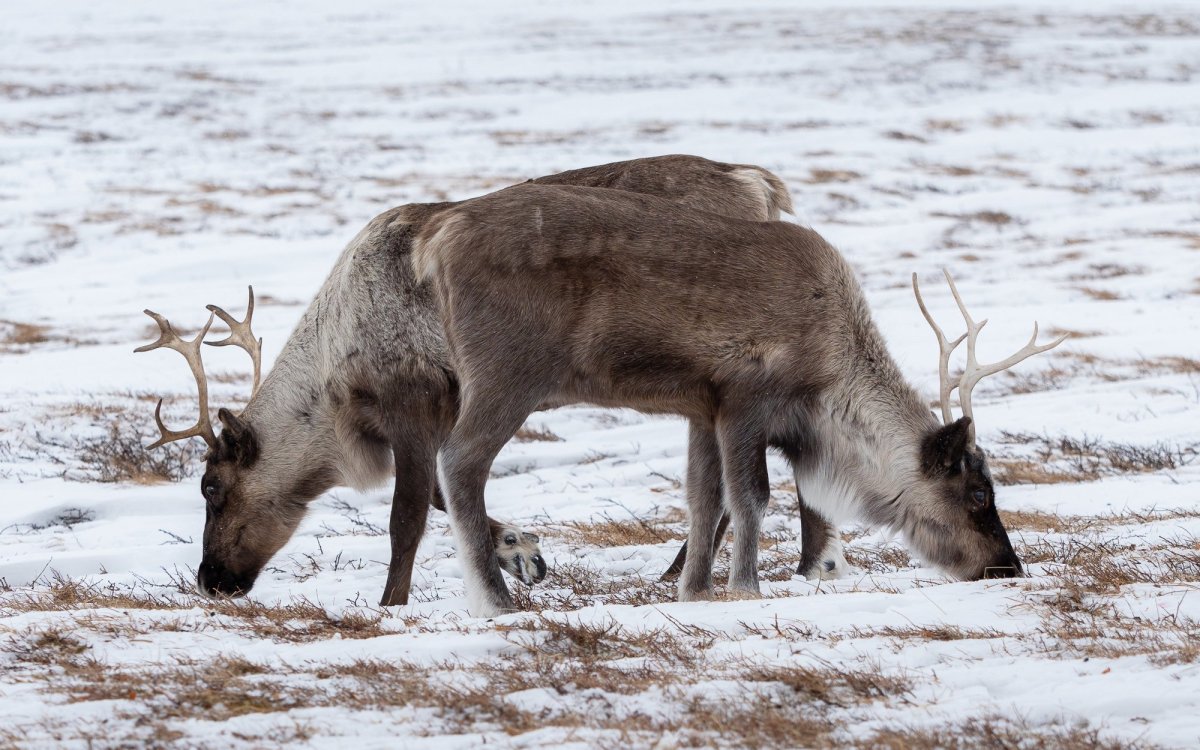 Северный олень ест ягель