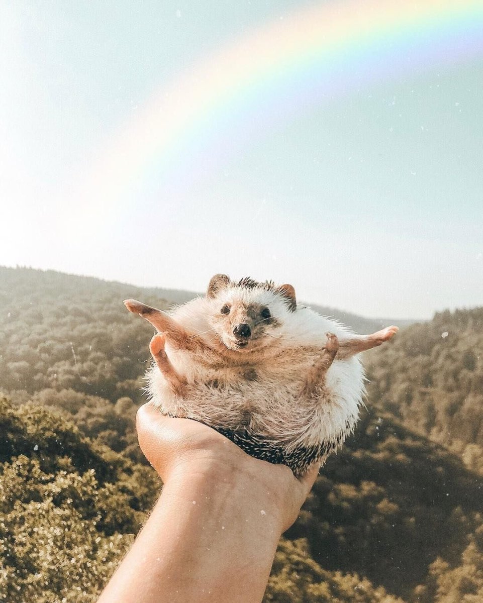 Животное Эстетика