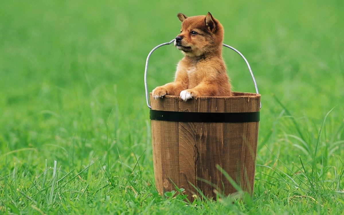 Обои на рабочий стол животные смешные