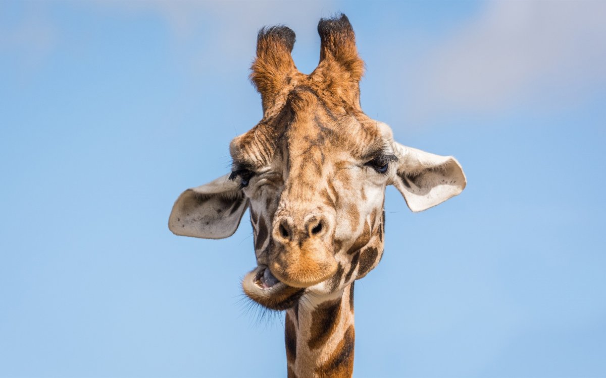 Морда жирафа