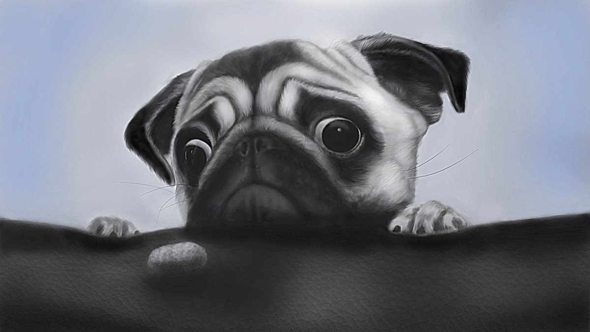 Милые мопсы