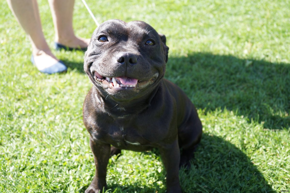 Собака с большой улыбкой