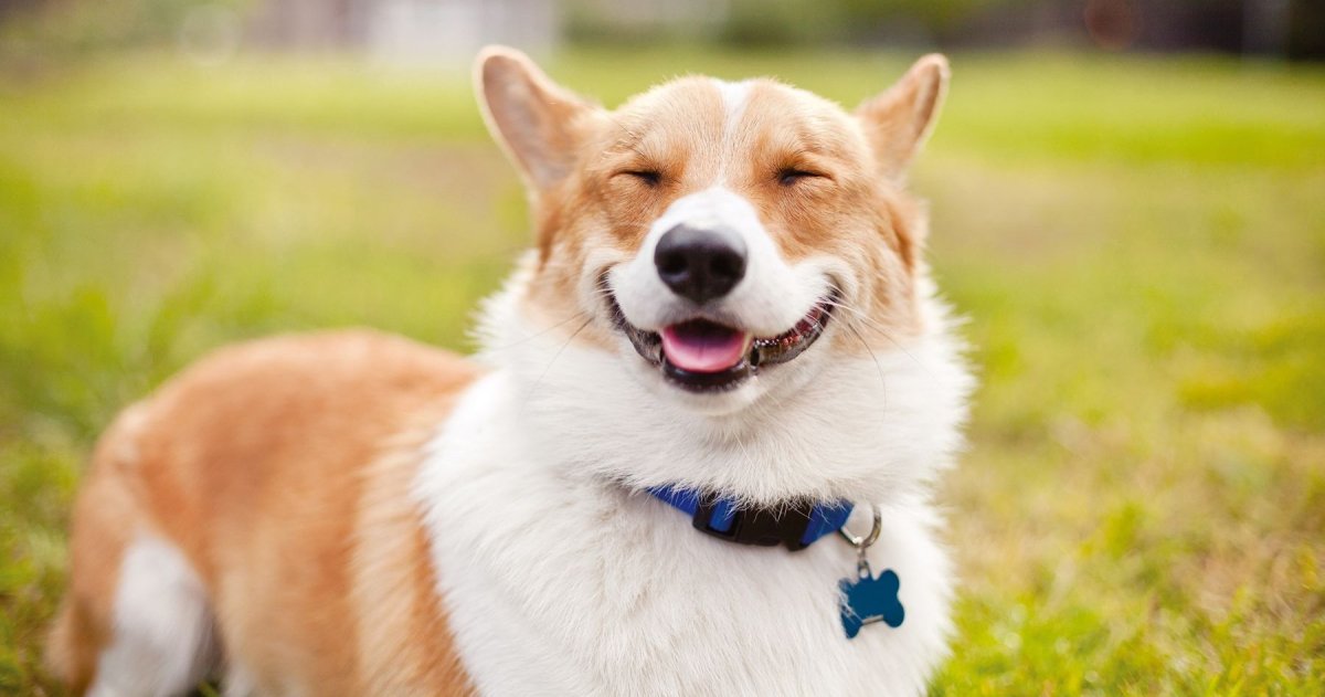 Корги Фанни