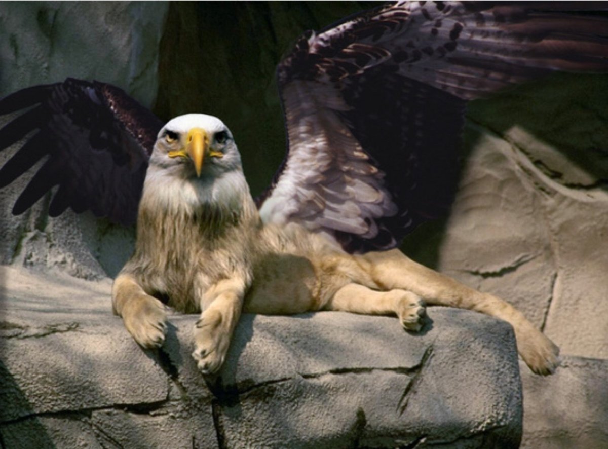 Грифон птица настоящий