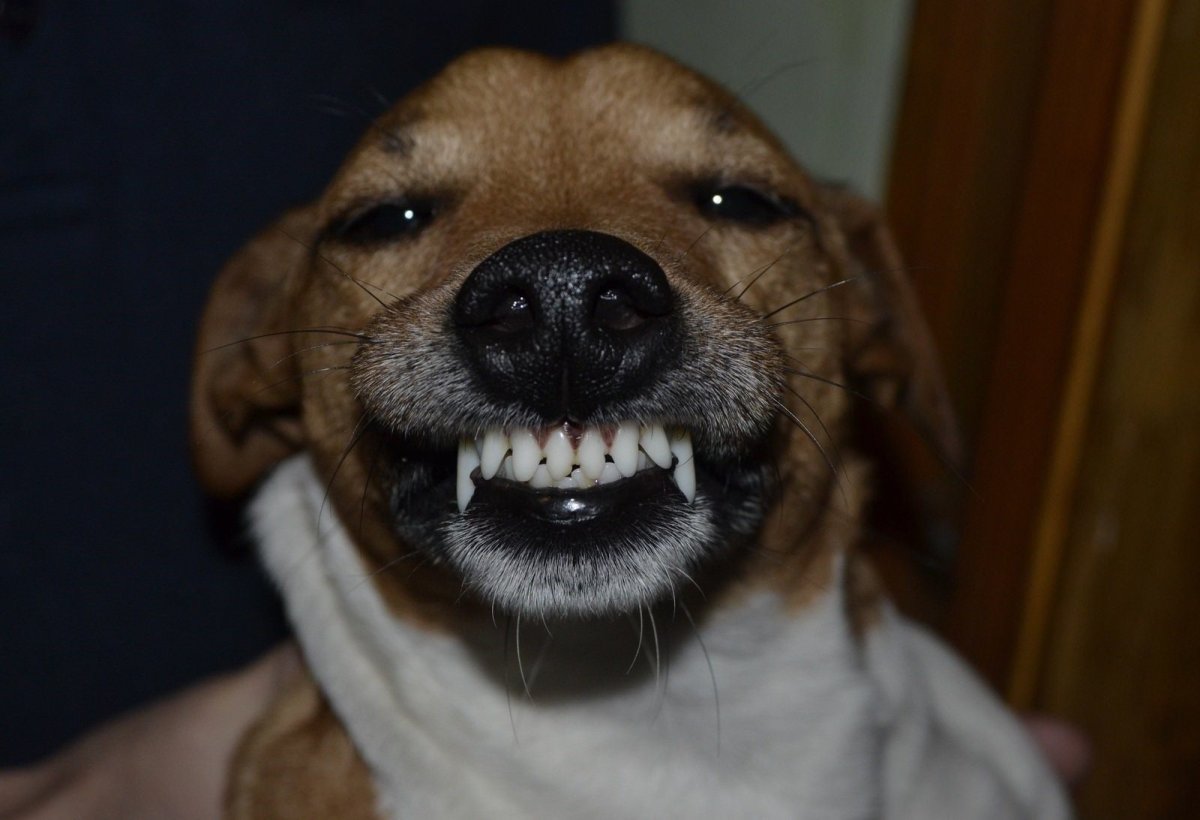 Собака улыбака