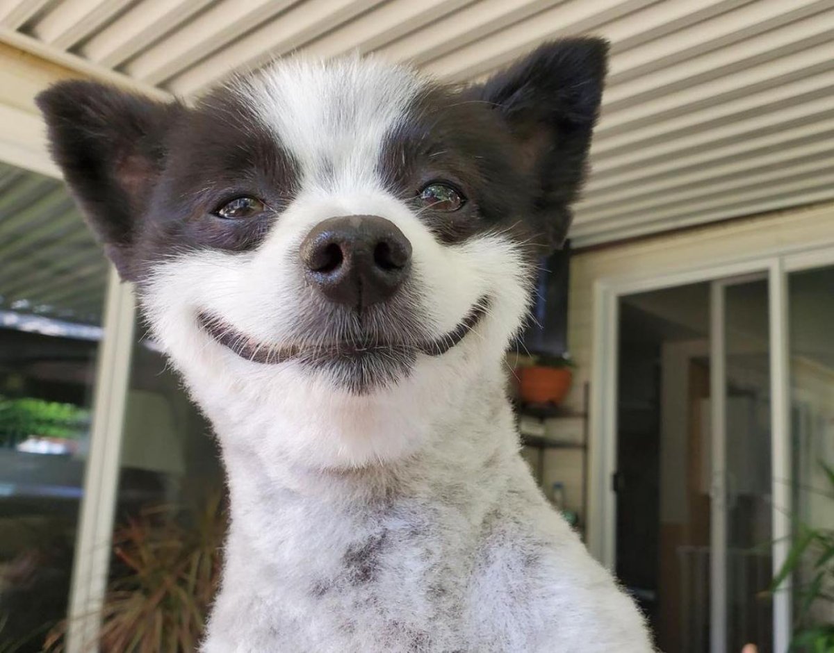 Собака улыбака