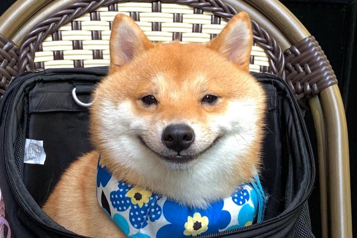 Сиба ину щенок