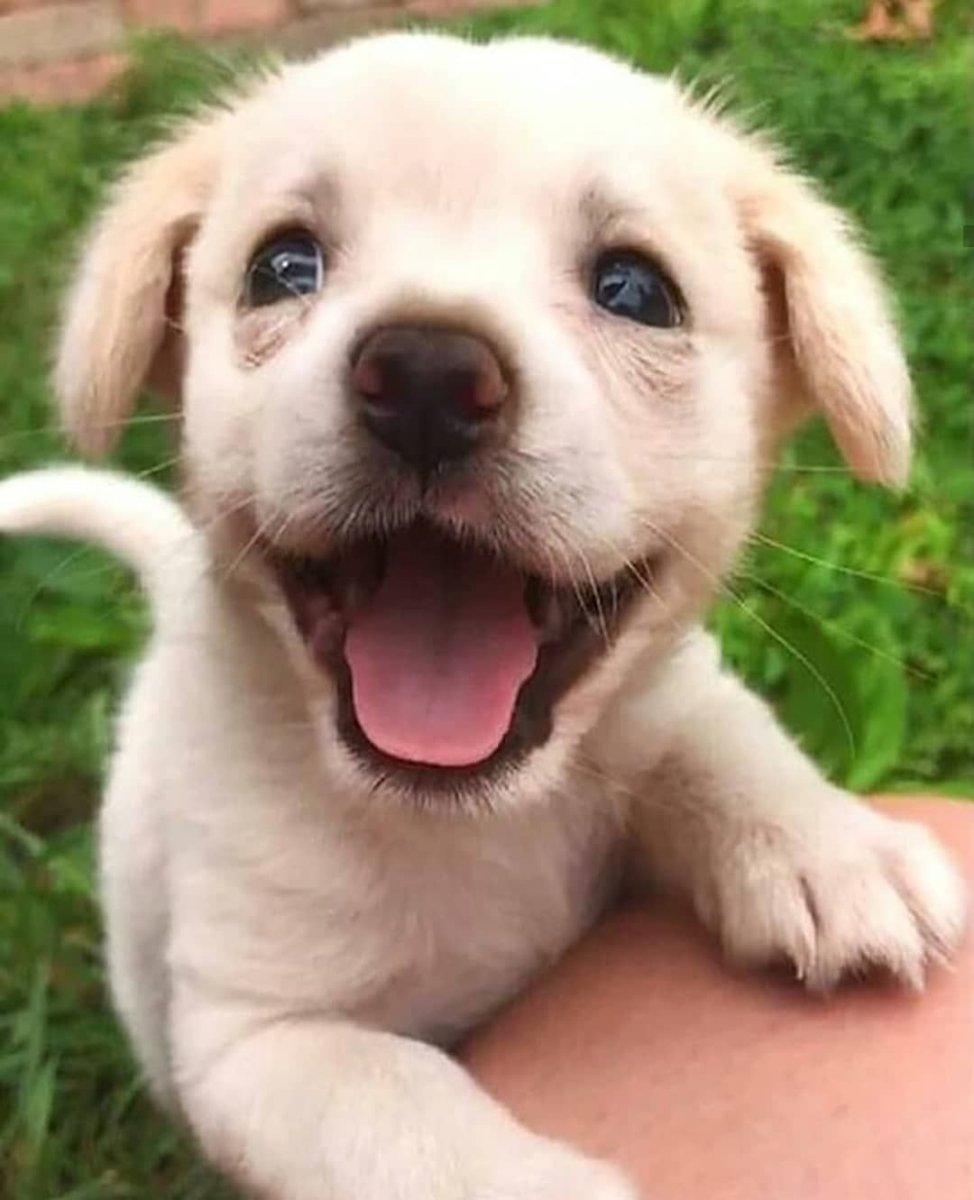 Щенок улыбается