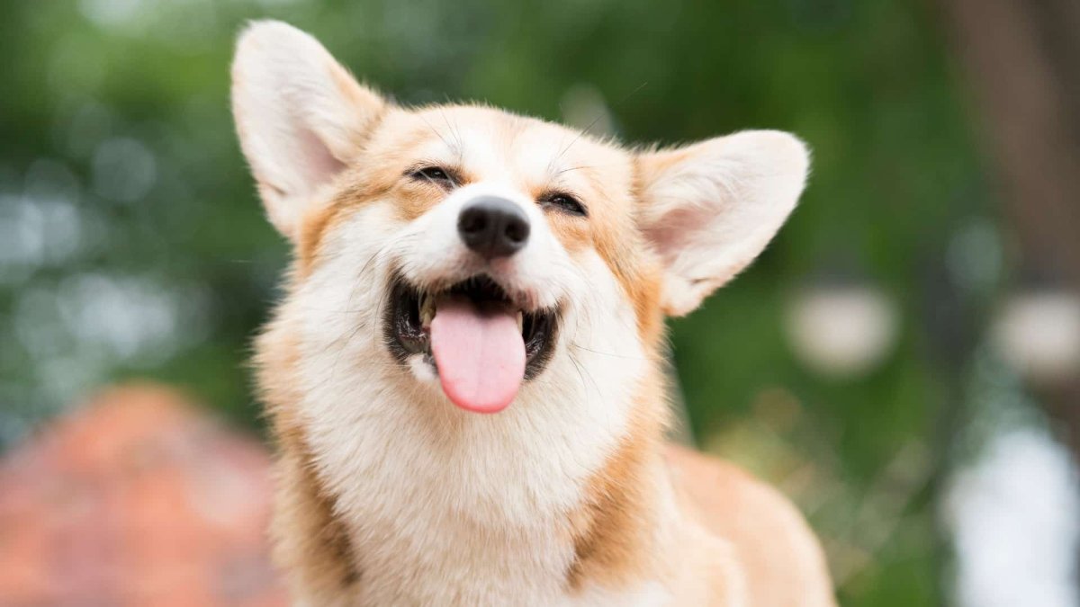 Собака-улыбака порода корги