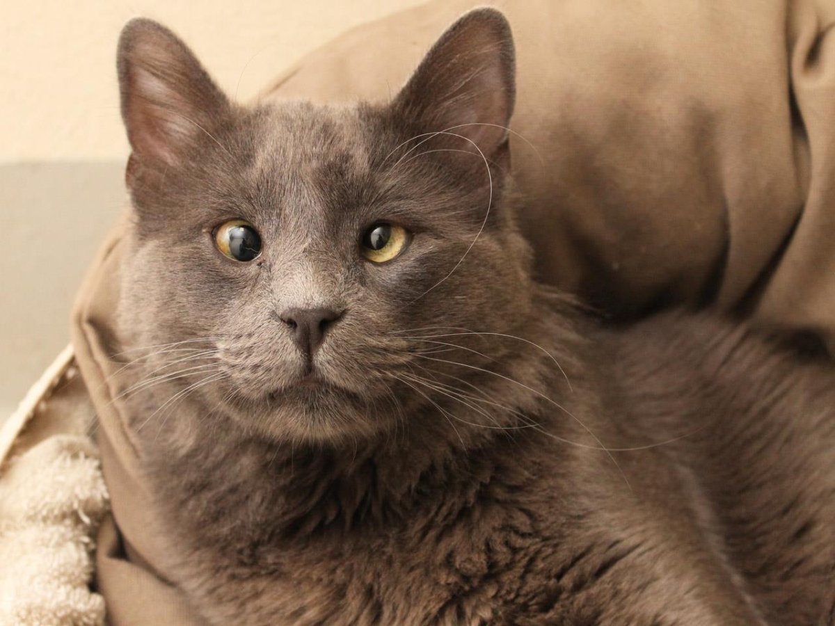 Порода кошек с косыми глазами