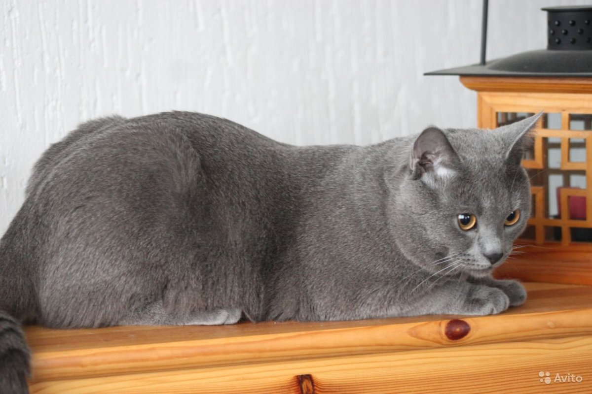 Картезианский шартрез