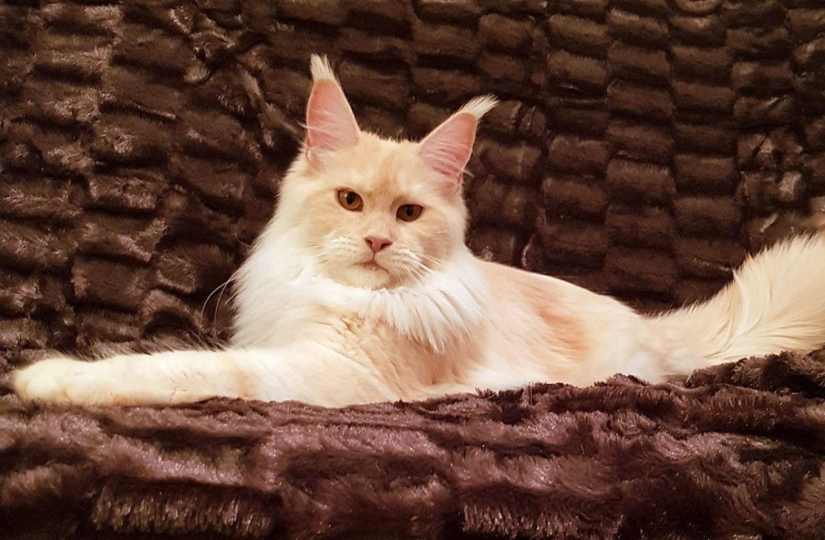 Кот Беларусь фото