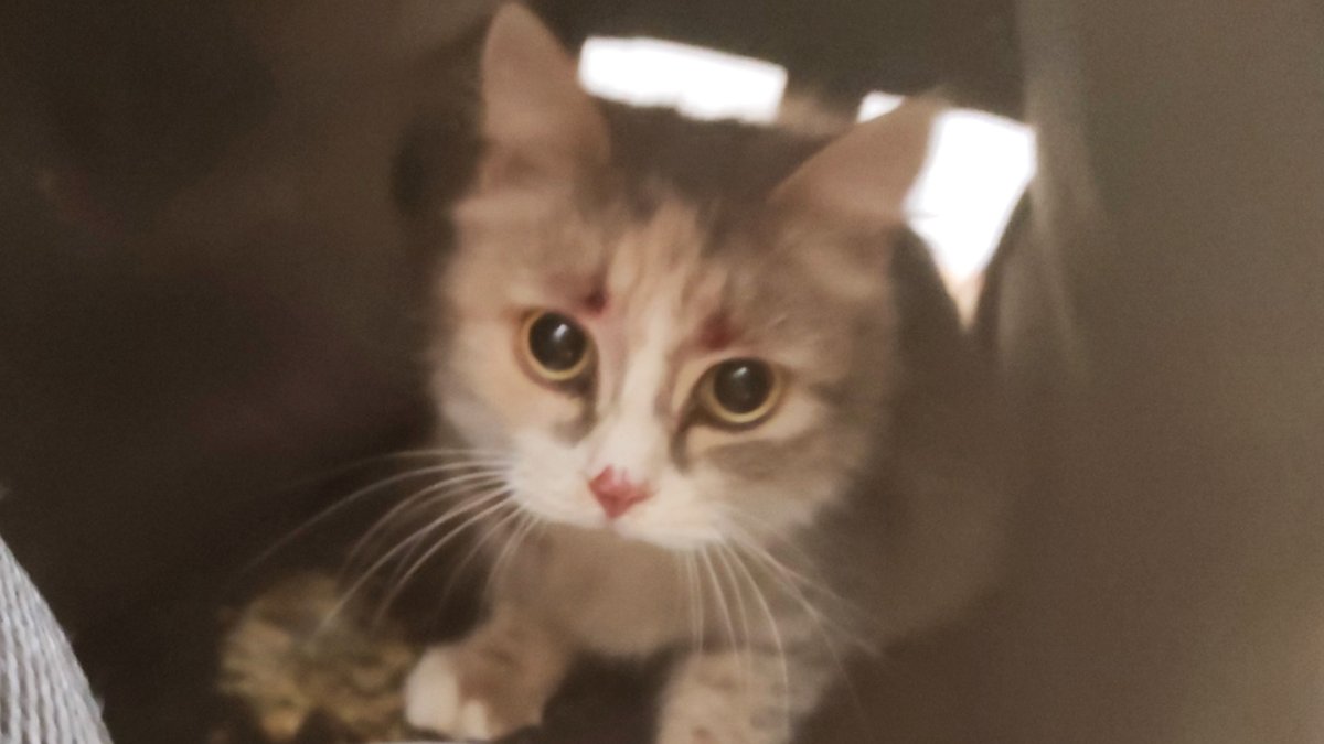 Волонтер с кошкой