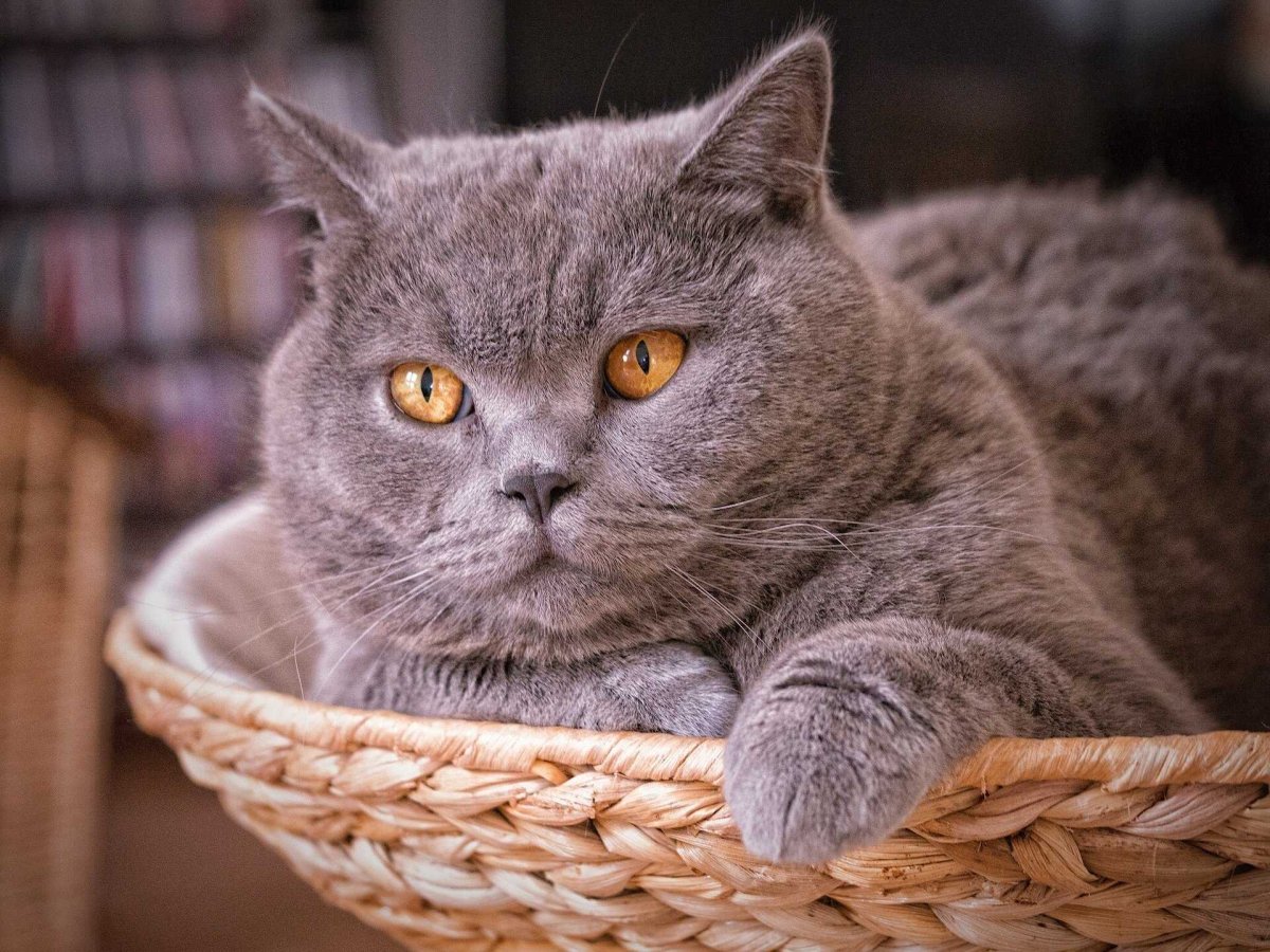 Британская короткошёрстная British Shorthair