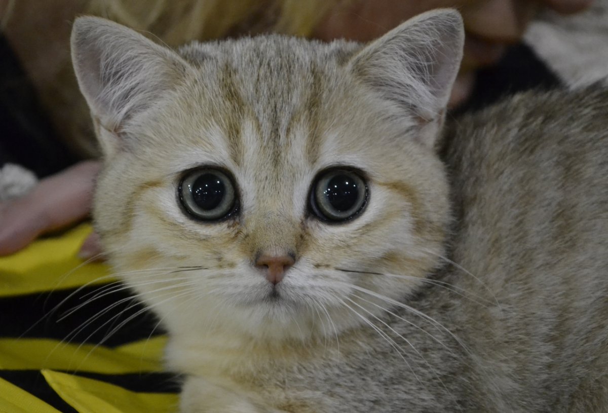 Золотая кошка Беларуси