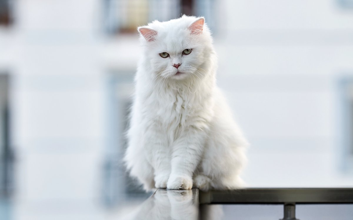 Белая ангорская кошка