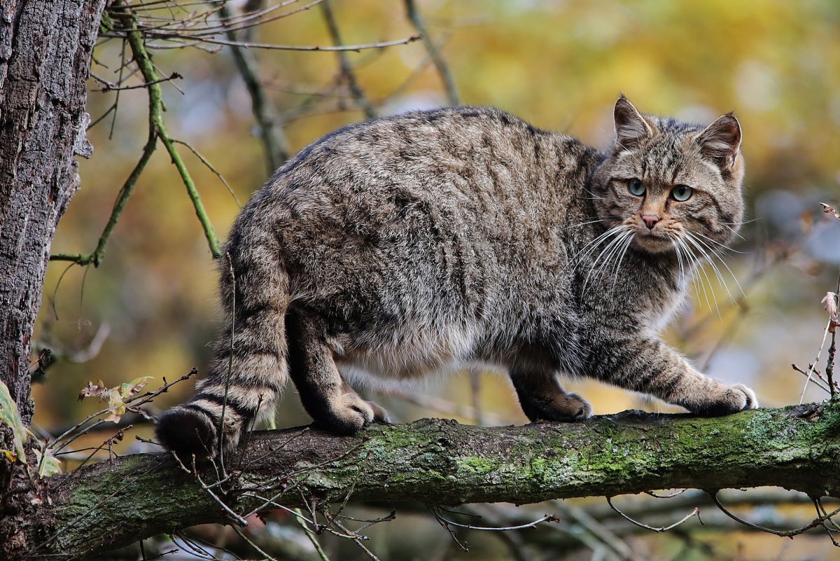 Лесная кошка (Felis Silvestris)