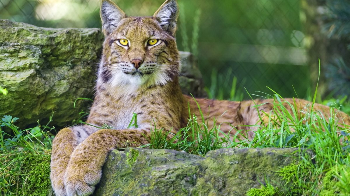 Гималайская Рысь