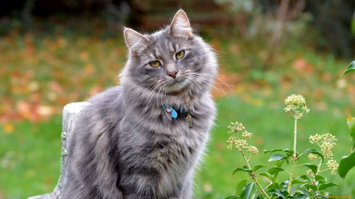 Европейская длинношерстная кошка