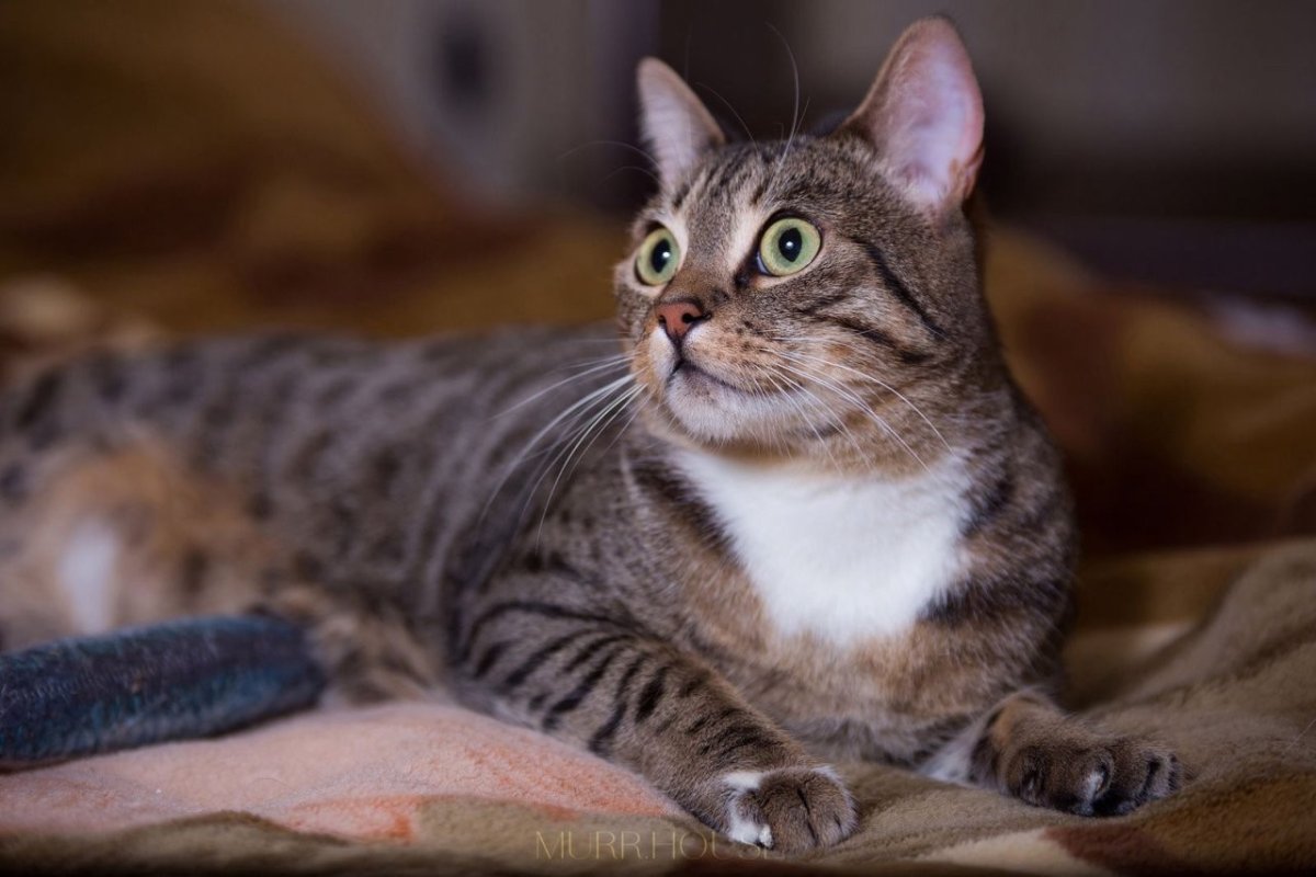 Беспородистые кошки