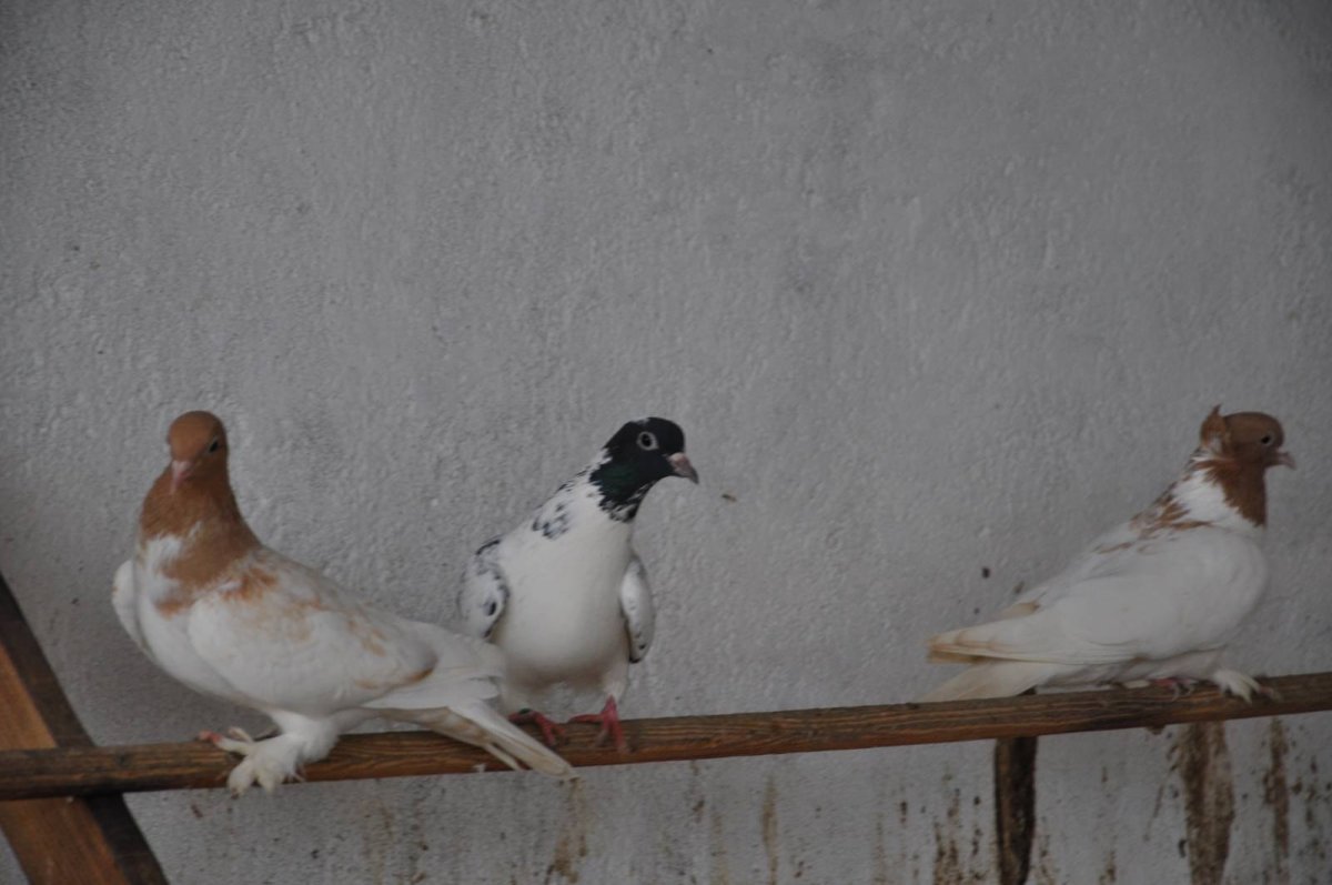 Бойные голуби иранцы