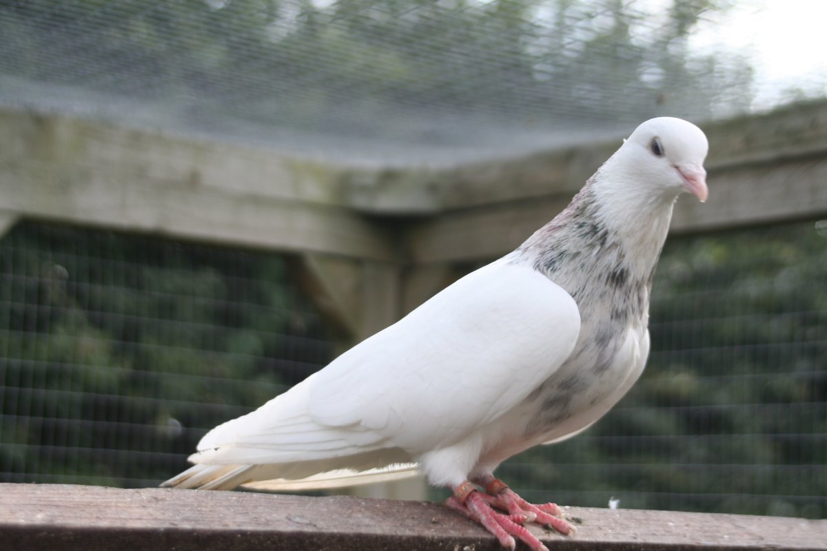 Иранские певчие голуби