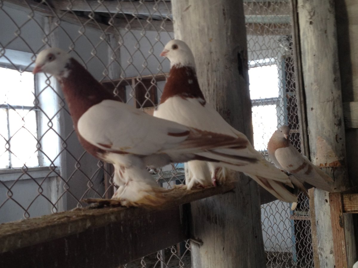 Голуби черноголовые бойные