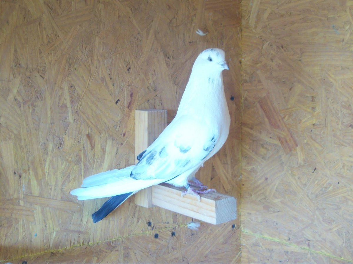 Иранские голуби фото