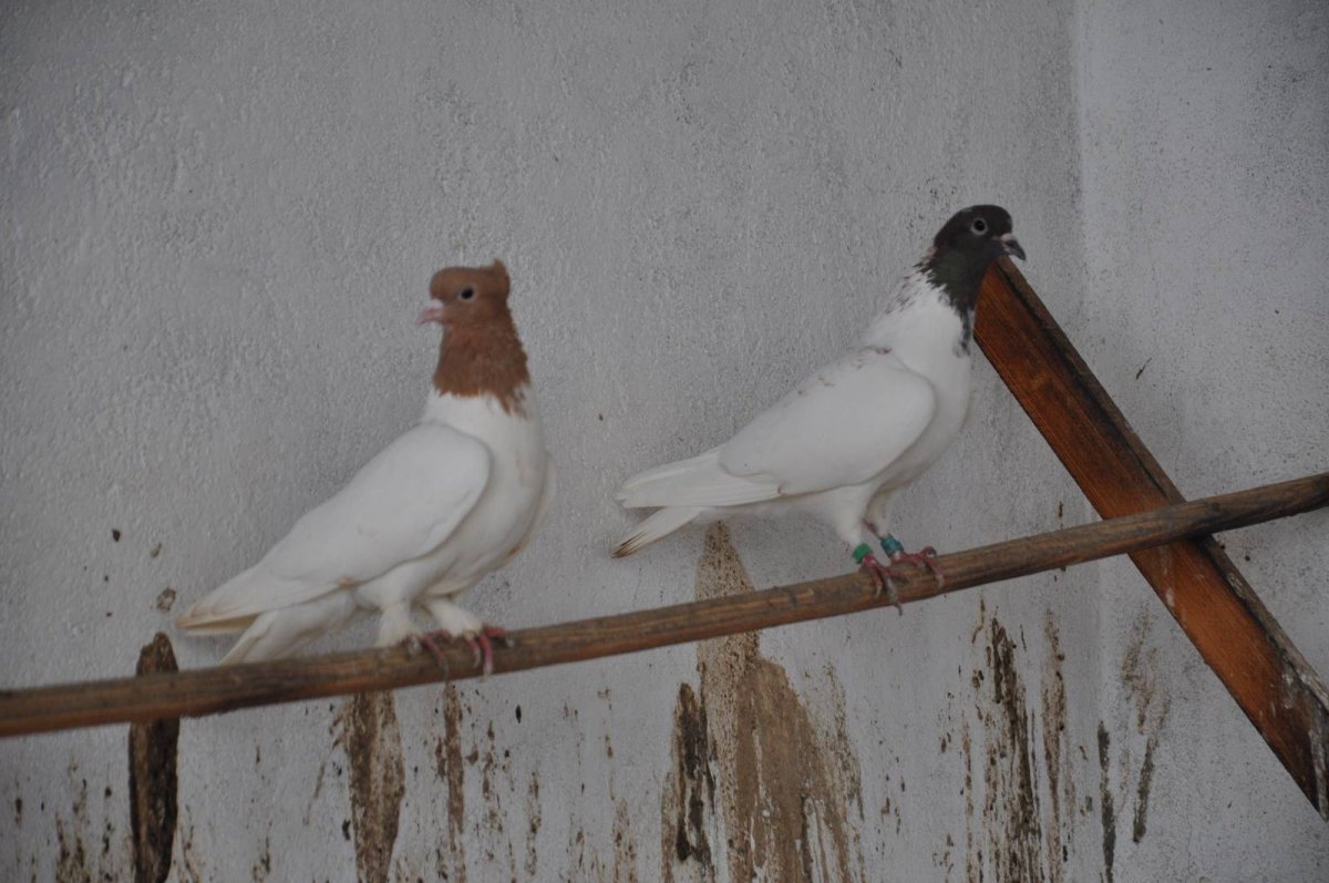 Иранские щекатые бойные голуби