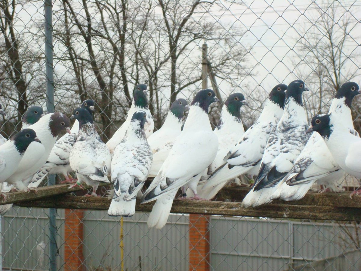 Узбекские бойные голуби Курск