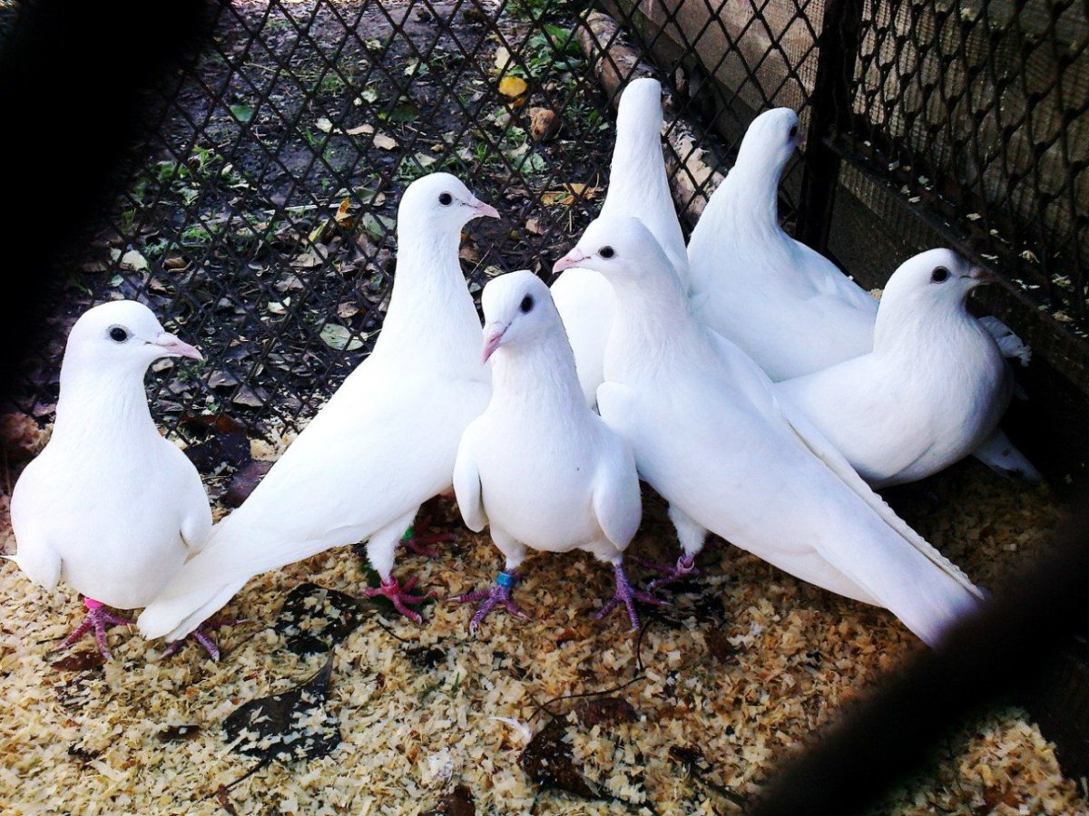 Иранские белые бойные голуби